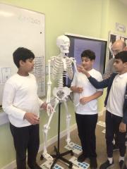 Skeleton-2